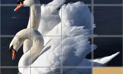 Animals Slide Puzzle